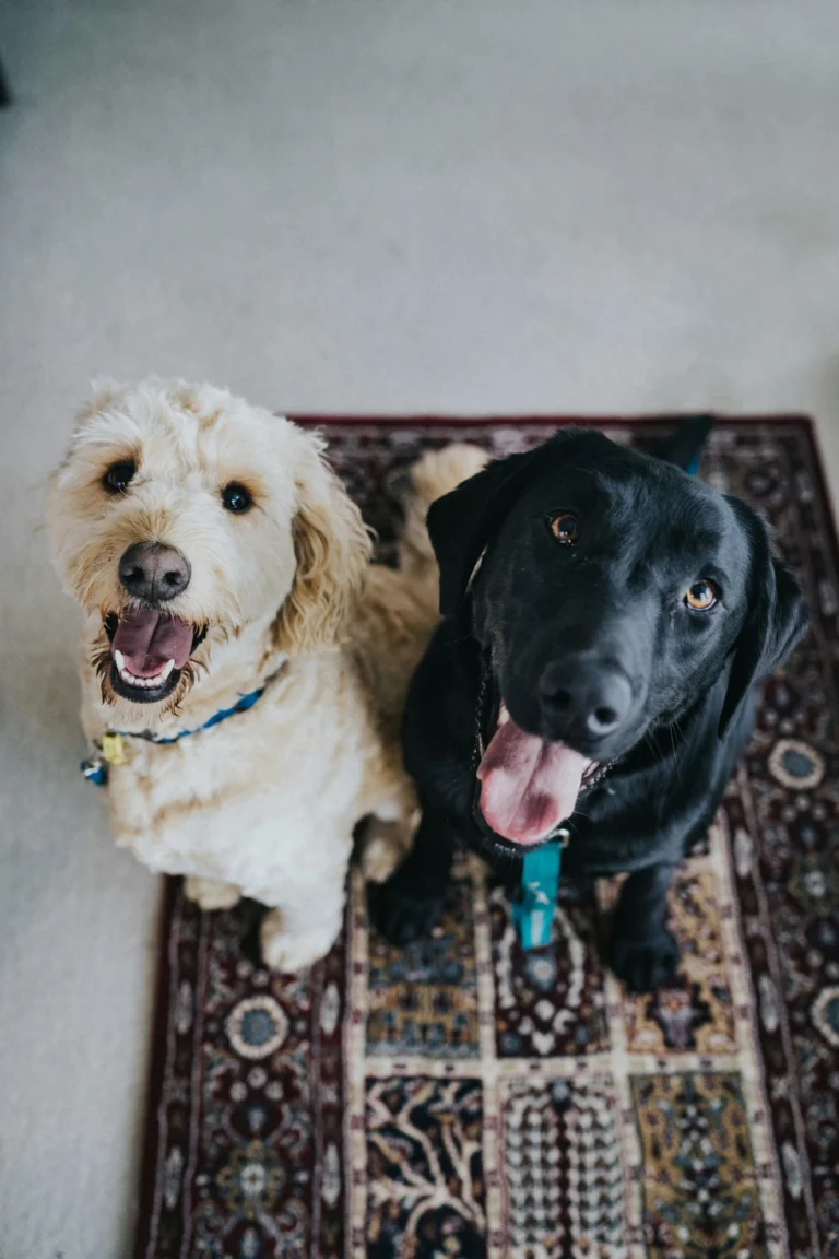 two happy dogs looking up at the camera